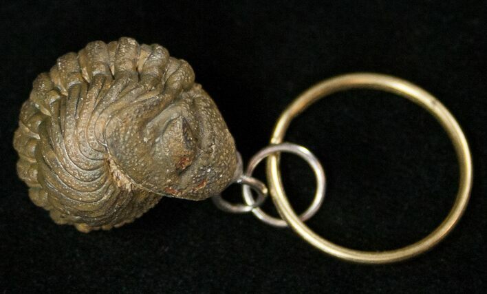 Real Phacops Trilobite Keychain #17407